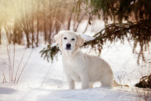 Golden Retriever Dog In The Winter Forest