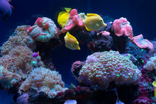 Bright Fish Swim In The Aquarium