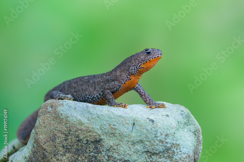 Cuadros en Lienzo Alpine newt - Ichthyosaura (Triturus) alpestris