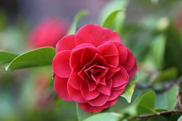 Camelia