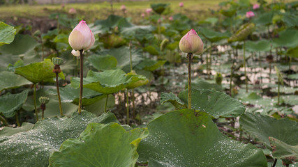 Two Lotus flower in a lotus pond after raining