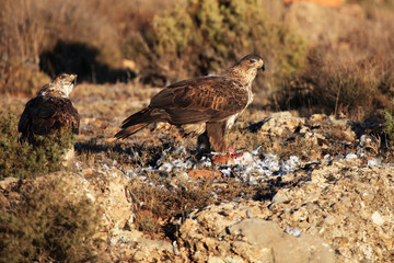 Sticker - The Bonelli's eagle (Aquila fasciata) on a rock.Pair of rthe eagles with prey.