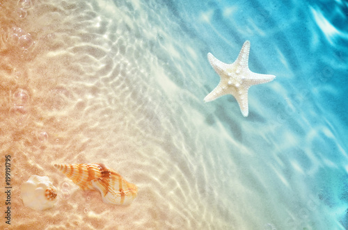 starfish and seashell on the summer beach in sea water. Poster