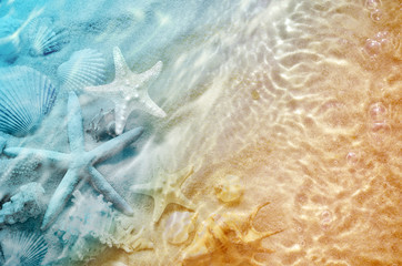 starfish and seashell on the summer beach in sea water.