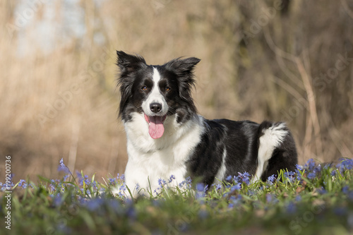 Fotografía Border Collie beim Spaziergang