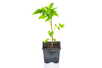 Young tomato seedling plant in a pot isolated on a white background. Gardening. farming and spring concept.