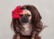 Pug dog wearing a long haired wig with a flower
