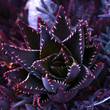 Close up of cactus aloe vera plant, natural floral texture