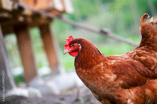 Poule Rousse Devant Poulailler Buy This Stock Photo And Explore