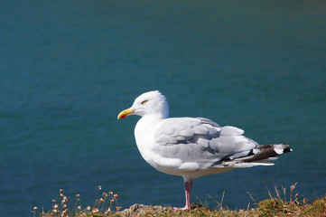 European herring gull (Larus argentatus)