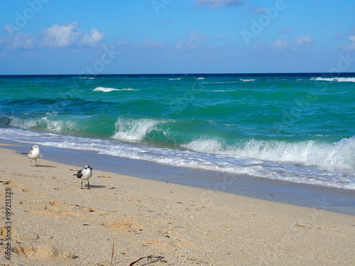 Plage Mouette Mer Bleu Turquoise Miami Floride Buy