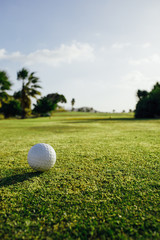 Wall Mural - golf ball on green grass, palm trees background