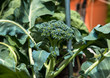 Broccoli Growing In Garden