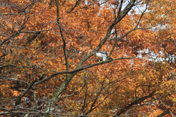 Wall Mural - 紅葉の中にハヤブサがいる風景　Autumn leaves and the peregrine falcon