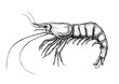 Hand drawn shrimp isolated
