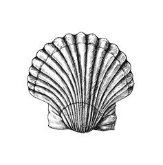 Poster - Hand drawn scallop saltwater clams