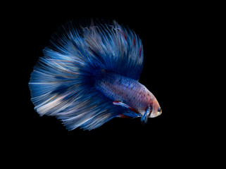 Wall Mural - Beautiful siamese fighting fish on black background