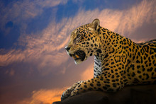 Young Jaguar Resting On The Rocks In The Natural Atmosphere.