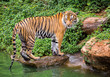 Sumatran tiger standing in the natural atmosphere of the zoo.