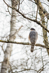grey female hawk resting on the tree branch
