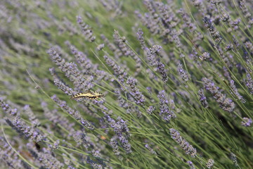 Yellow swallowtail butterfly sampling purple summer wildflowers in a garden