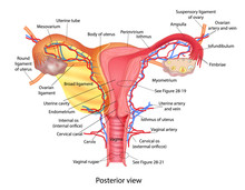 Uterus Medical Poster With Female Reproductive System Scheme On White Background