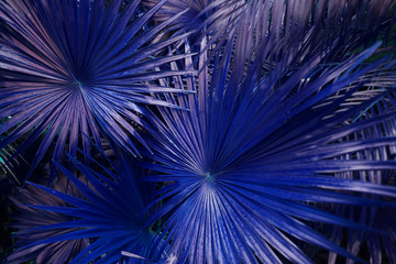 Fototapete - close up blue Tropical big palm leaves in exotic country. concept of foreign background, summer plants or nature and travel