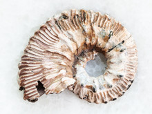 Ammonite Fossil On White Marble