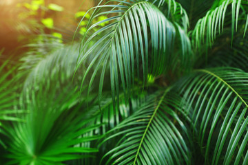 Fototapete - green Tropical big palm leaves with sunlight in exotic country Thailand Phuket Landscape Holiday . concept of wallpaper background, summer plants or nature and travel