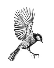 Isolated Sketch Of Fast Great Tit In Flight