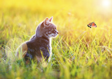 Beautiful Cat Sits In The Green Grass On A Sunny Meadow In The Summer And Looking At Flying To The Sun The Butterfly