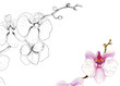 watercolor picture of an orchid branch for business cards, logos