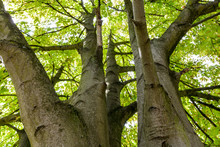 View From Below Of A Horse Chestnut Tree With Several Trunks.