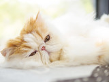 Fototapeta Konie - Portrait of exotic long hair yellow cat lying on couch. looking at camera with lazy expression, focus on the big eye.