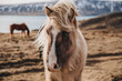 close-up view of beautiful icelandic horse on pasture, hvalfjardarvegur