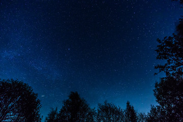 silhouette of trees against the backdrop of night sky milkyway