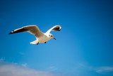 Fototapeta Zwierzęta - one white gull on blue sky background