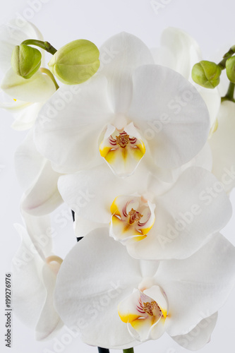 Fototapety Storczyki  piekna-orchidea-na-bialym-tle