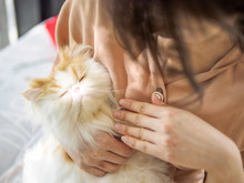 Beautiful Exotic Long Hair Yellow Cat Lying In Woman's Arms And Falling Asleep In Sunny Afternoon.