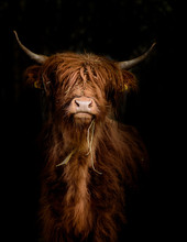 Schottisches Hochlandrind (Bos Taurus) Im Portrait Vor Dunklem Hintergrund