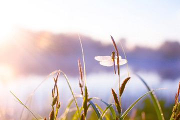 dragonfly in dewy grass at sunrise. blurred background of grass and pond. dragonfly sitting on the grass