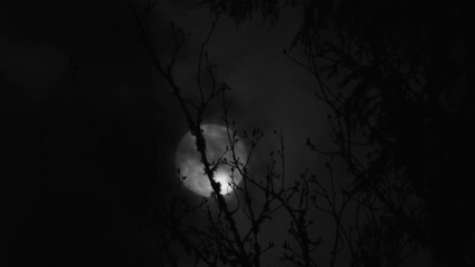 Wall Mural - real time black and white full moon rising with clouds passing and tree in foreground.