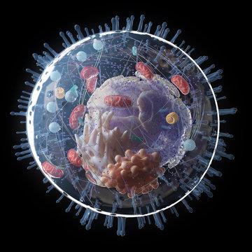 3d rendered medically accurate illustration of the human cell anatomy