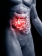 3d rendered medically accurate illustration of the human small intestine