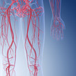 © Sebastian Kaulitzki - 3d rendered medically accurate illustration of the human leg blood vessels
