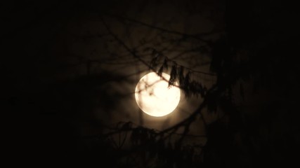 Wall Mural - warm full moon shining bright at night through tree branches blowing gently in the wind.