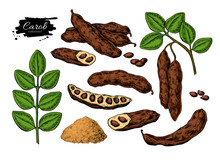 Carob Vector Superfood Drawing Set. Isolated Hand Drawn 