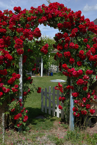 Zdjęcie XXL Pokryta różą brama ogrodowa