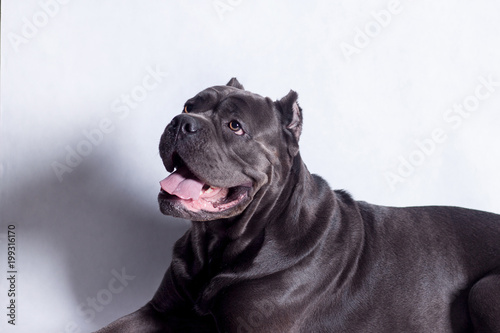 Cane Corso Italiano Isolated On A White Background Pet