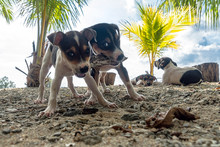 Two Jack Russell Terrier Dogs Playing With A Toy